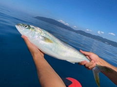 イナダの釣果