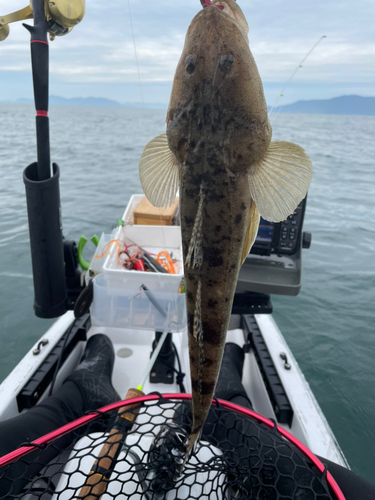 コチの釣果