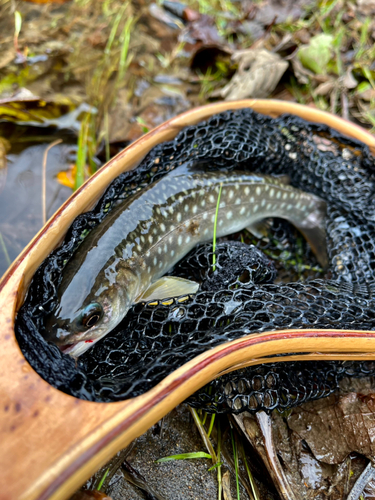 ニジマスの釣果