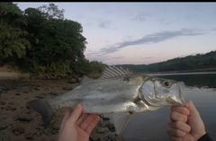 セイゴ（ヒラスズキ）の釣果