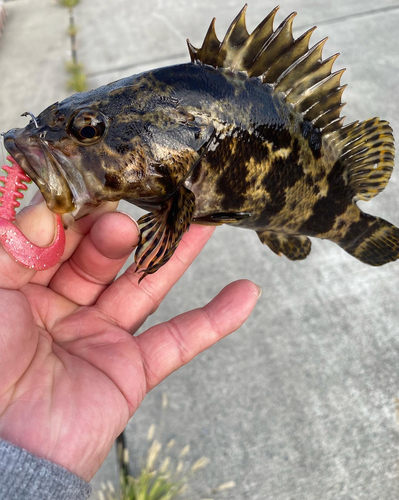 ベッコウゾイの釣果