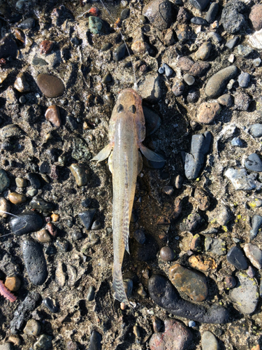 ハゼの釣果