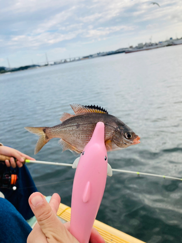 ウミタナゴの釣果