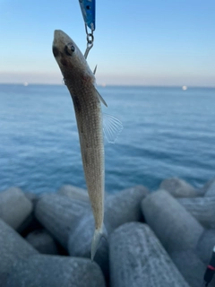 エソの釣果