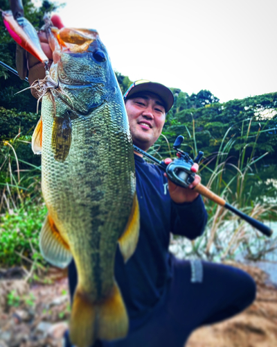 ブラックバスの釣果