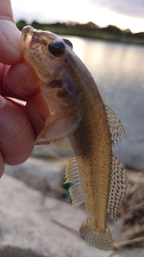 ハゼの釣果