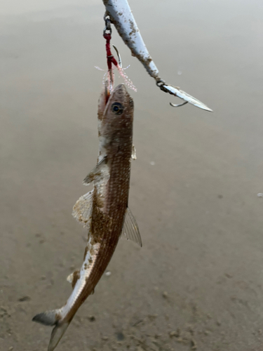 エソの釣果