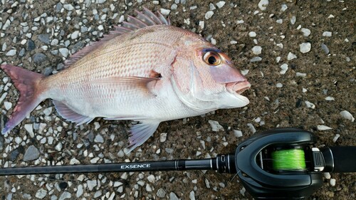 マダイの釣果