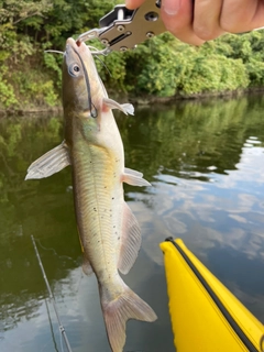 アメリカナマズの釣果