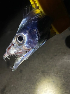 タチウオの釣果