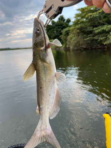 アメリカナマズの釣果