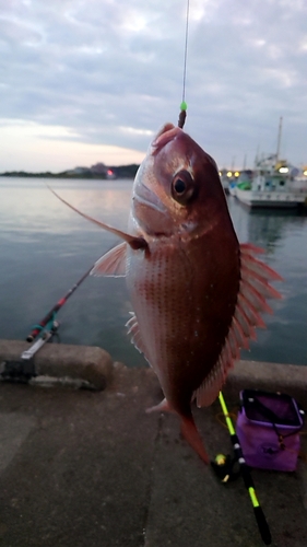 マダイの釣果