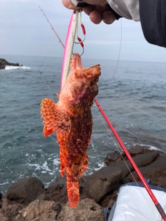 アラカブの釣果