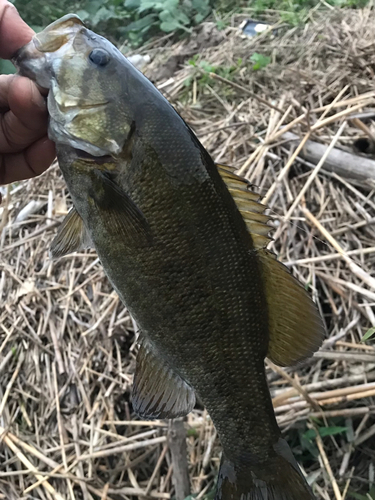 スモールマウスバスの釣果