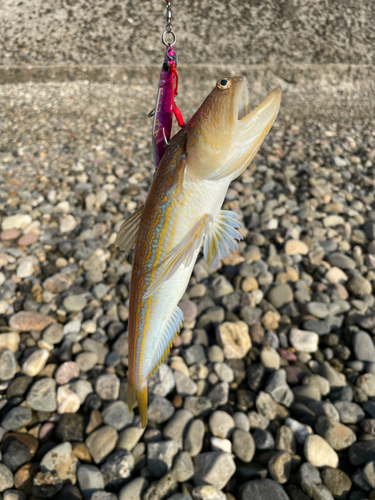 オキエソの釣果