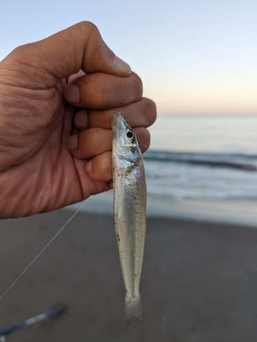 キスの釣果