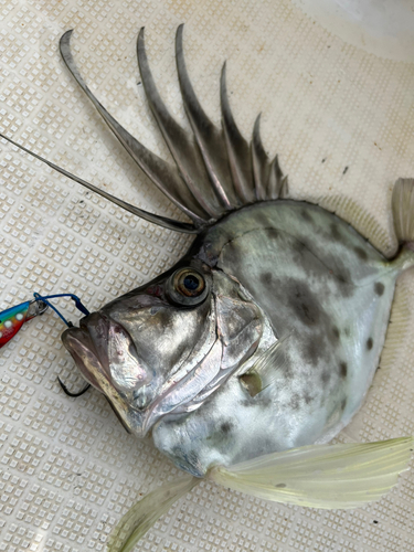 カガミダイの釣果