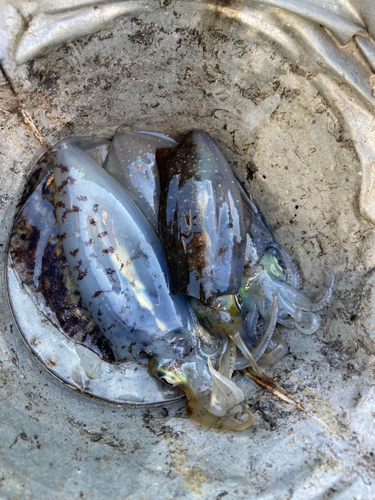 タチウオの釣果