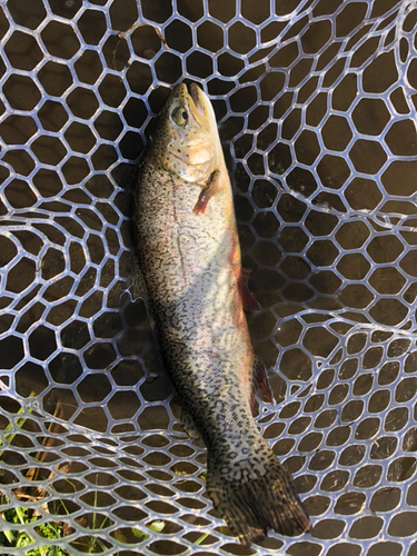 ニジマスの釣果