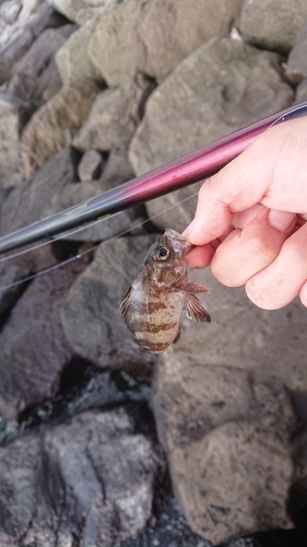 クロメバルの釣果