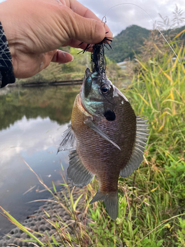 ブルーギルの釣果