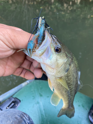 ラージマウスバスの釣果