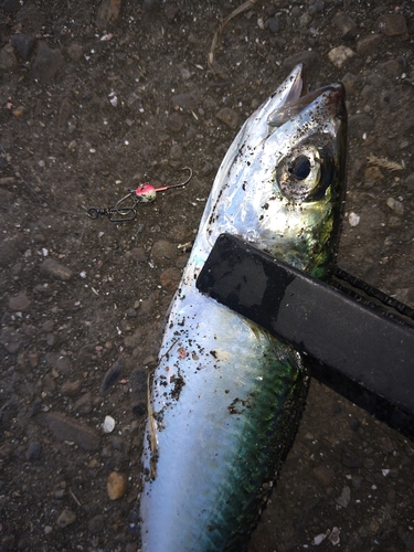 サバの釣果