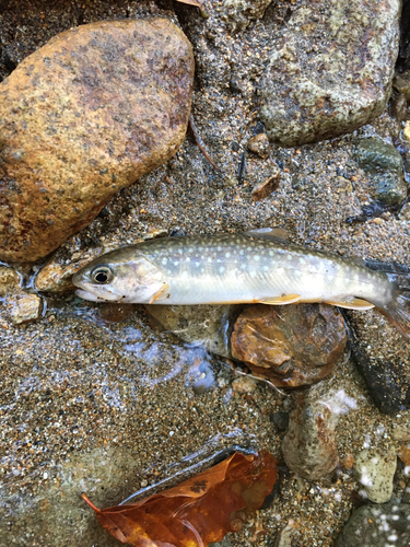 イワナの釣果