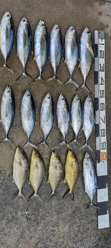 キハダマグロの釣果