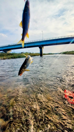 アユの釣果