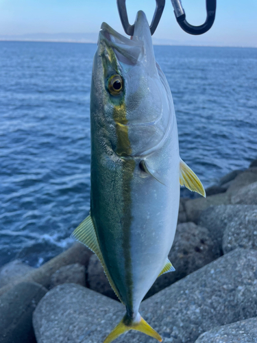 ツバスの釣果