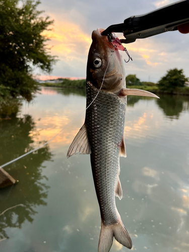 ニゴイの釣果