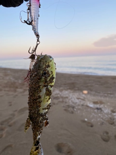 フグの釣果