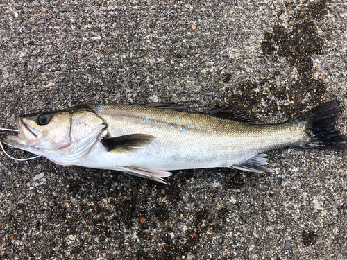 スズキの釣果