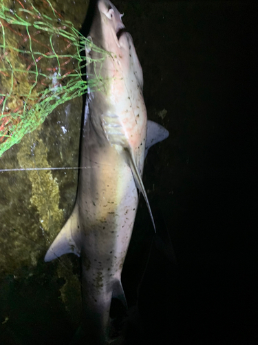 ドチザメの釣果