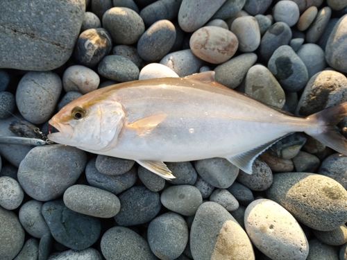 ショゴの釣果