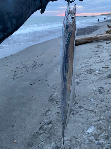 タチウオの釣果