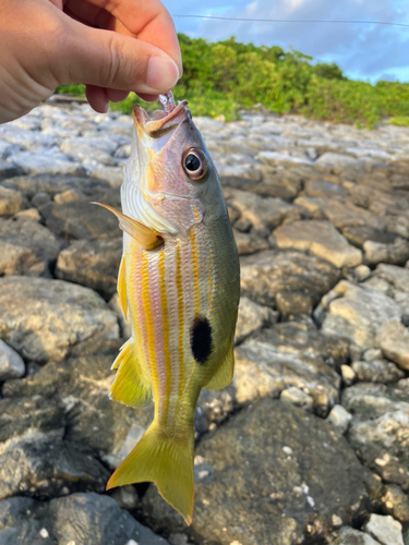 ヤマトビーの釣果