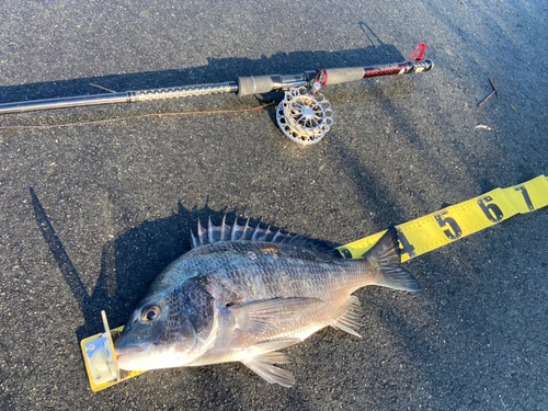 クロダイの釣果