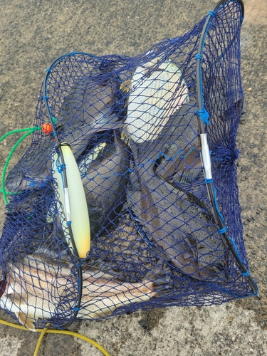 クチブトグレの釣果