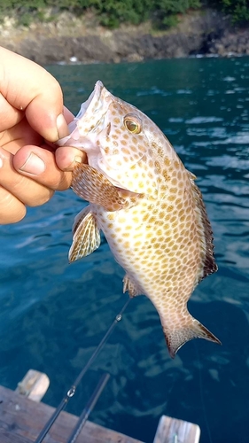 オオモンハタの釣果