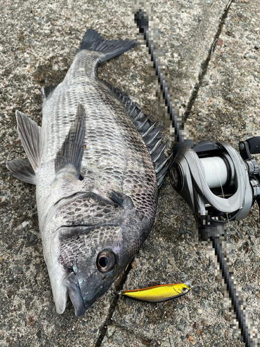 クロダイの釣果