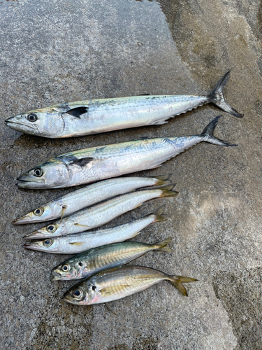 カマスの釣果