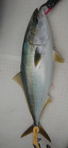 ワラサの釣果