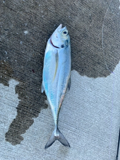 オニアジの釣果