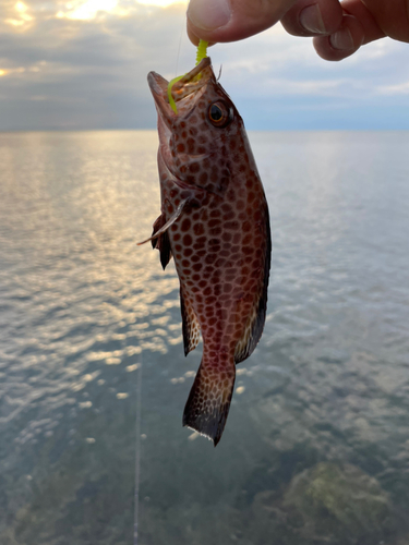 オオモンハタの釣果