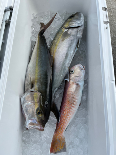 アマダイの釣果