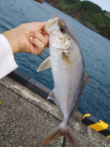 ショゴの釣果