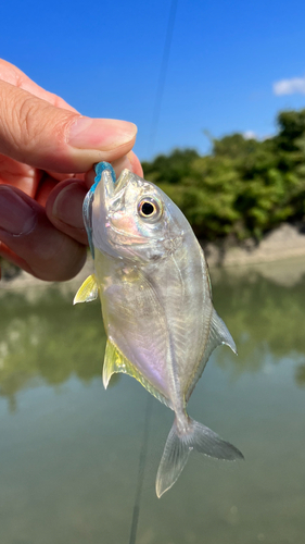 メッキの釣果