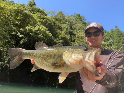 ブラックバスの釣果